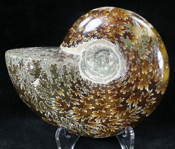 Cleoniceras Ammonite Fossil - Madagascar #20502